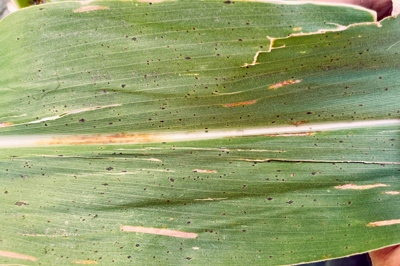 corn leaf with black spots